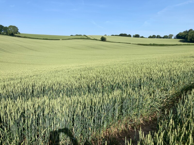 Approx. 150 Acres of Standing Straw Williams Associates