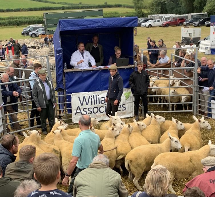 Sale of 500 Breeding and Store Sheep Williams Associates